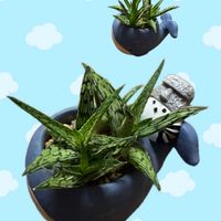 アロエ ピンクブラッシュ,ディコンドラ シルバーフォール,サボテンの寄せ植え,毎月15日はいちごの日,くじらの日の画像