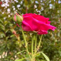 バラ,ピンクの薔薇の画像