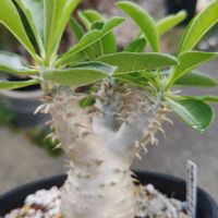 パキポディウム,パキポディウム・デンシフローラム,多肉植物,観葉植物,塊根植物の画像