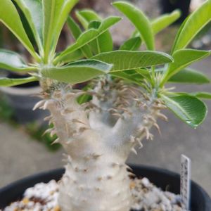 パキポディウム,パキポディウム・デンシフローラム,多肉植物,観葉植物,塊根植物の画像