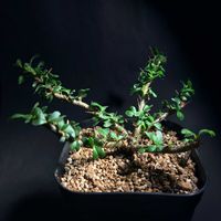 サルコカウロン バンデリティアエ,塊根植物,ハートの葉っぱ♡,サルコカウロン属,バルコニストの画像