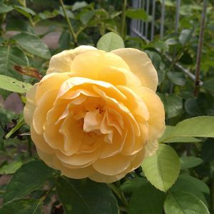 バラ,花のある暮らし,心に笑顔の花を,毎日ローズショー,お出かけ先の画像