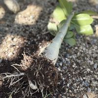 アデニウム,塊根植物,胴切りの画像