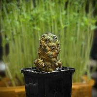 マクドガリー,ユーフォルビア属,Euphorbia piscidermis,ユーフォルビア・ピスキデルミス,珍奇植物の画像