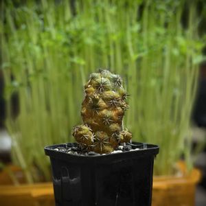 マクドガリー,ユーフォルビア属,Euphorbia piscidermis,ユーフォルビア・ピスキデルミス,珍奇植物の画像