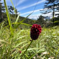 イブキジャコウソウ,ワレモコウ,ハタザオキキョウ,シラネニンジン,山野草の画像