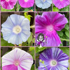 アサガオ,アメリカンブルー,ガーベラ,ルリマツリ,赤い花の画像