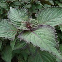 シソ,都立薬用植物園の画像