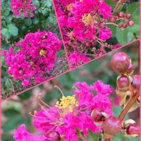 サルスベリ,モミジ,百日紅,シダ植物,森林浴の画像