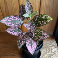 ヒポエステス,観葉植物,番外編,キッチン,和室の画像