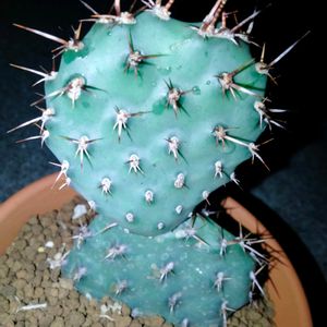 多肉植物,観葉植物,ユーフォルビア,ガーデニング,agaveの画像