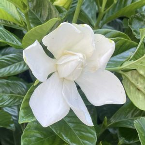 クチナシ,タイサンボク,バイカウツギ,ヒメシャラ,コトネアスターの画像