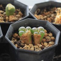 メセン,コノフィツム属,タニラー,その他部屋の画像