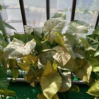 シンゴニウム,シンゴニウム,観葉植物,ガーデニング,ボタニカルライフの画像