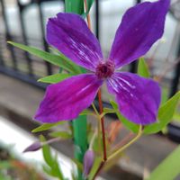 クレマチス,コムラサキ,ムラサキシキブ,オステオスペルマム,キバナタマスダレの画像