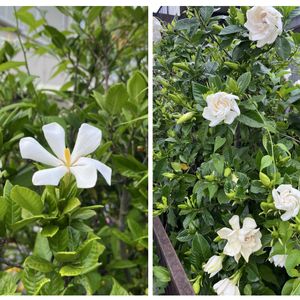 クチナシ,クチナシ,梔子,✨今日のお花✨,お花　コラージュの画像