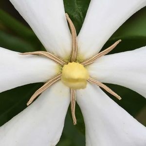 クチナシ,白い花,シベ観隊の画像