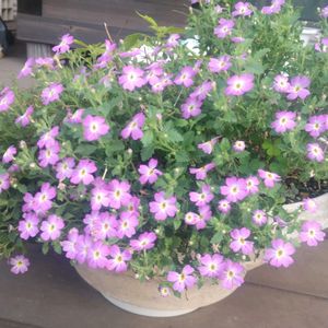 ウッドデッキ,放置栽培,自然にお任せ,ジャメスブリテニア,庭に咲くお花たちの画像