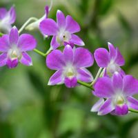 デンドロビウム,デンドロビウム,デンファレ,ラン科デンドロビウム属,咲くやこの花館の画像
