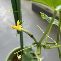 キュウリ,秋収穫キュウリ,家庭菜園の画像