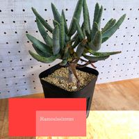 アロエ,Aloidendron ramosissimum,アロエ ラモシシマ,バルコニスト,屋外管理の画像