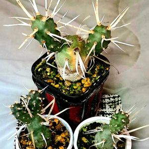 サボテン,昼のミサ,植物男子ベランダー,さぼてん,テフロカクタス　昼のミサの画像