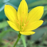 レインリリー,カタバミ,カタバミ,オニタビラコ,オニタビラコの画像