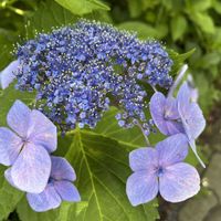 ガクアジサイ,平和を願う☆,いつまでも友達でいよう♡,五色沼湖群,お出かけ先の画像