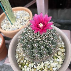サボテン,緋花玉(ひかだま)の画像