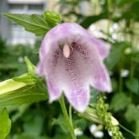 ホタルブクロ,釣鐘草（つりがねそう）,山野草,多年草,蛍袋（ほたるぶくろ）の画像