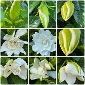 クチナシ,クチナシの実,植栽,今日のお花,ウォーキング中の画像
