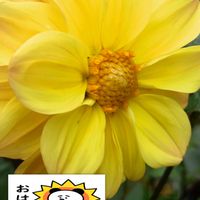 ダリア,黄色い花,プランター栽培,ダリアの栽培,月曜日はビタミンカラーの画像