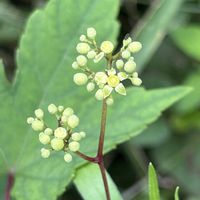ノブドウ,ノブドウの花,エノコログサ,つる性植物,丘陵地の画像