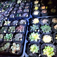 ハオルチア,ハオルチア オブツーサ,オブツーサ錦,多肉植物,ハオルチア属の画像