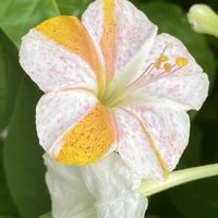 オシロイバナ,オシロイバナ,朝顔,朝顔,プランターの画像