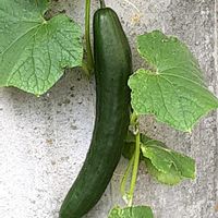 キュウリ,散歩の途中の画像