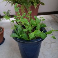 観葉植物,切り花,植え替え,一輪挿し,花のある暮らしの画像