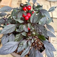 ペチュニア,観賞用トウガラシ,多肉植物,ガーデニング,お散歩の画像