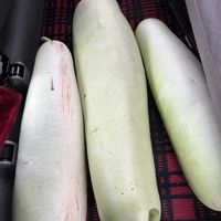 家庭菜園の画像