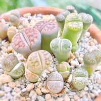 リトープス,寄せ植え,多肉植物,観葉植物,メセンの画像