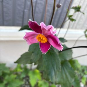 シュウメイギク,復活,癒し,感謝,バラ・ミニバラの画像