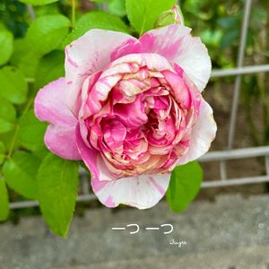 バラ,花のある暮らしの画像