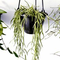 ホヤ・リネアリス,ホヤ・リネアリス,観葉植物,ホヤ,リネアリスの画像