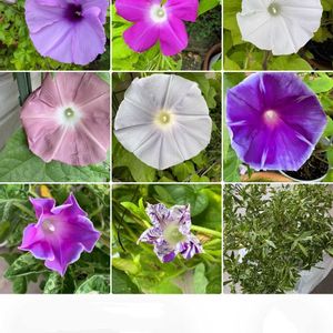 アサガオ,クチナシ,朝顔,朝顔,朝顔 紺条斑点絞りの画像