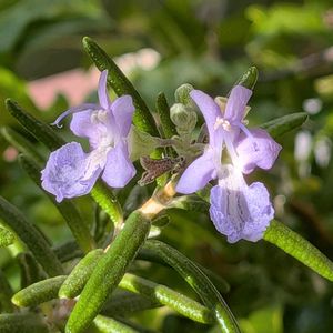 ローズマリー,ローズマリーのお花,꒰ღ˘◡˘ற꒱かわゅ~,ハーブのある暮らし,爽やかな色の画像