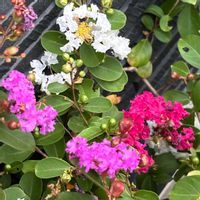 鉢植え,花壇,ガーデニング,自宅,2026スタートの画像