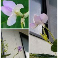 キュウリ,とうがらし,ミニトマト,十六ささげの花,十六ささげ豆の画像