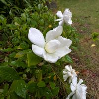 オレガノ,クチナシ,ロータスブリムストーン,フウラン,山野草の画像