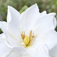 クチナシ,クチナシ,ゲンペイカズラ,ゲンペイカズラ,サギソウの画像