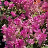 ブーゲンビリア,ガーデン ブーゲンビリア,観葉植物,鮮やか ,ピンクの花の画像